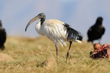 SACRED IBIS  (Threskiornis aethiopicus) 