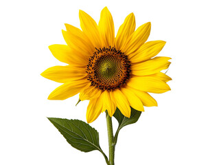 Obraz premium A cut sunflower stem with vibrant yellow petals, isolated on a clean transparent background, PNG file.