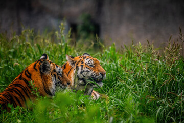 tiger in the grass