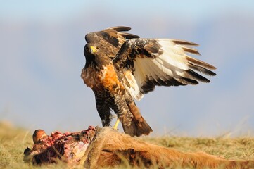 JACKAL BUZZARD  (Buteo rufofuscus) scavenging off a carcass , kwazulu natal, south africa

