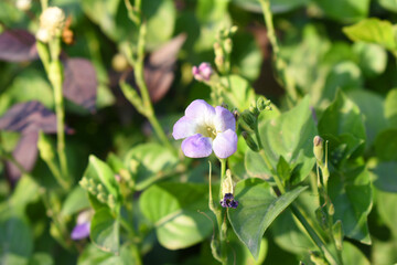 Asystasia gangetica or Chinese violet or Coromandel or Creeping foxglove flower, Light purple flower and buds of creeping foxglove. (Asystasia gangetica), Chinese violet's purple flower closeup