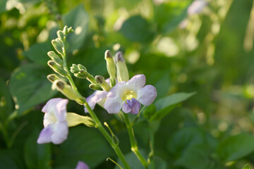 Asystasia gangetica or Chinese violet or Coromandel or Creeping foxglove flower, Light purple flower and buds of creeping foxglove. (Asystasia gangetica), Chinese violet's purple flower closeup