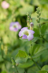 Asystasia gangetica or Chinese violet or Coromandel or Creeping foxglove flower, Light purple flower and buds of creeping foxglove. (Asystasia gangetica), Chinese violet's purple flower closeup
