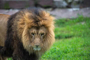 portrait of a male lion