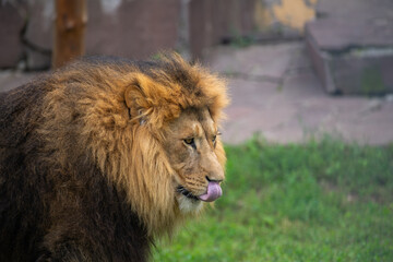 male lion in the zoo