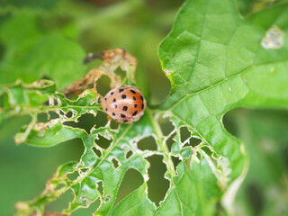 Eggplant beetle, 28 spots on bitter gourd leaves use for pesticide or insecticide product concept, Closeup photo, blurred.