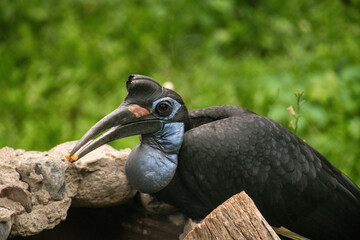 black winged blackbird