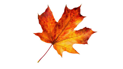 Fototapeta premium Vibrant maple leaf showing autumn colors on transparent background