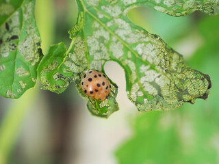 Insect eggplant beetle, 28 spots eat a leaf of bitter gourd leaves. Garden pest control. Closeup photo, blurred.