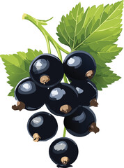 Blackcurrant isolated on a transparent or white background, vector illustration