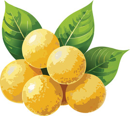 Langsat isolated on a transparent or white background, vector illustration