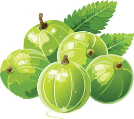 Indian Gooseberry (Amla) isolated on a transparent or white background, vector illustration