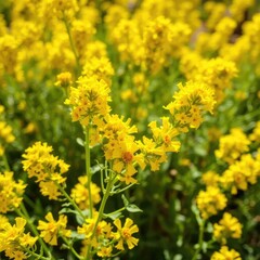 Yellow blooms of Cytisus scoparius in sunlight, yellow flowers, garden, sun