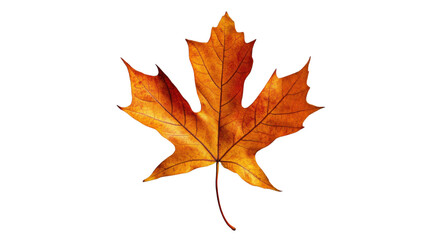 Vibrant orange maple leaf falling on transparent background