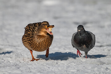 two ducks in snow