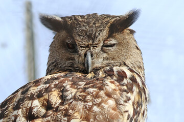 Tête du grand duc