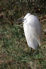 une grande aigrette au repos