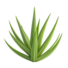 Obraz premium 3d aloe vera plant