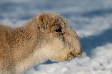Fototapeta premium lion in snow