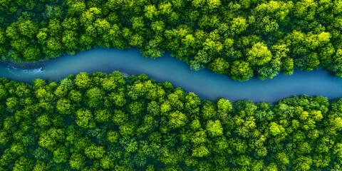 Aerial View Lush Green Forest River