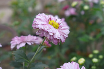 Obraz premium Beautiful Pink red chrysanthemum flowers closeup in the winter garden, Closeup of Chrysanthemum flower, Field of the Pink red Chrysanthemum, Beautiful Pink red flower blooming in nature.