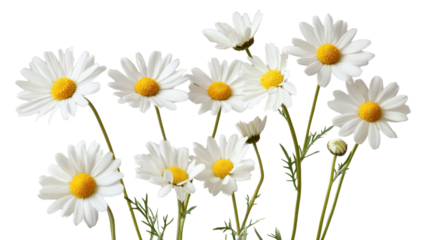White daisies growing on transparent background