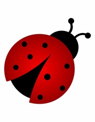 ladybird vector illustration