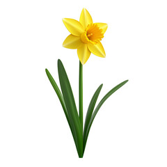 daffodils isolated on white