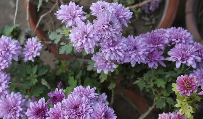 Beautiful Purple chrysanthemum flowers closeup in the winter garden, Closeup of Chrysanthemum flower, Field of the purple Chrysanthemum, Beautiful purple flower blooming in nature.