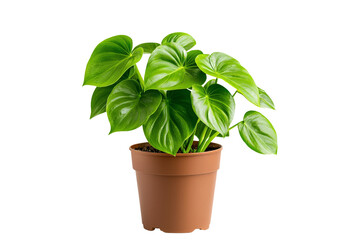 Fototapeta premium A potted philodendron with heart-shaped leaves, isolated on a transparent background, PNG file.