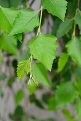 Birch Summer Cascade leaves