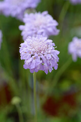 Dove scabious Flutter Deep Blue flower