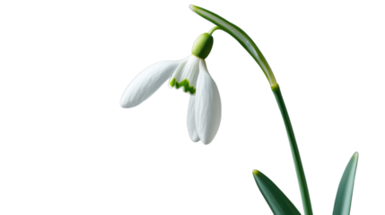 Single snowdrop flower blooming with transparent background