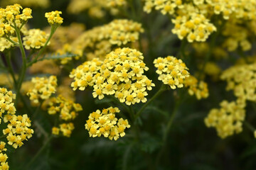 Milly Rock Yellow Terracotta Yarrow flowers