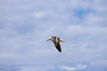 Seagull flapping wings
