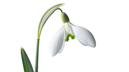 Fototapeta premium Single snowdrop flower blooming with transparent background