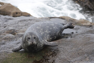 Cute seal on the rock