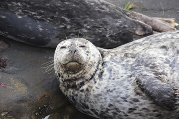 Sleepy sea lion on the rock