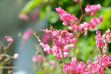 Antigonon leptopus , Coral vine or Mexican creeper or Chain of love or Pink vine or Honolulu...