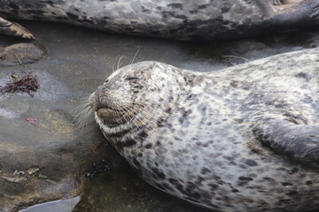 Smile sea lion on the rocks 