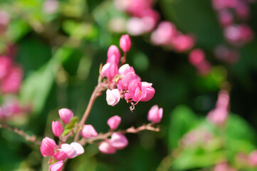Antigonon leptopus , Coral vine or Mexican creeper or Chain of love or Pink vine or Honolulu...