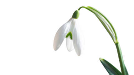 Single snowdrop flower blooming on transparent background