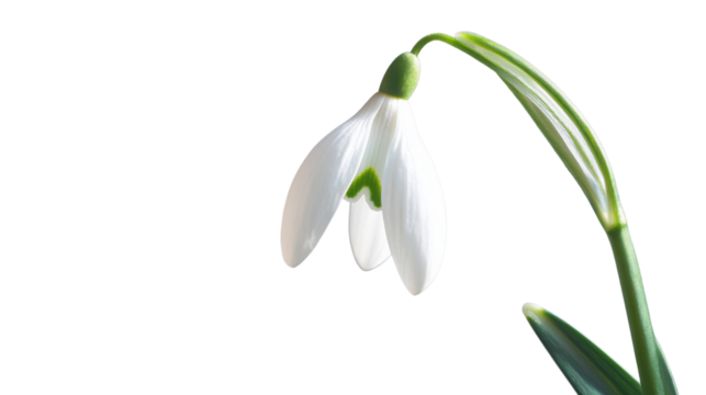 Single snowdrop flower blooming on transparent background