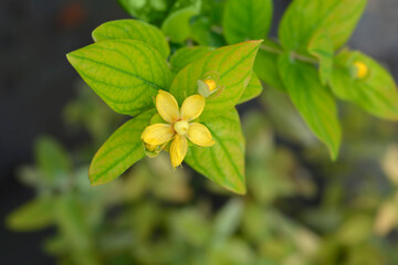 St. Johns Wort Magical Beauty flower