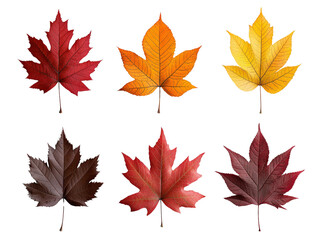 Fototapeta premium A set of colorful autumn leaves in shades of red, orange, and yellow, isolated on a clean transparent background, PNG file.