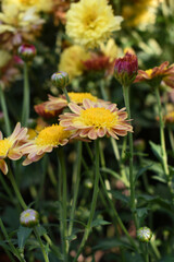 Beautiful Yellow Orange chrysanthemum flowers closeup in the winter garden, Closeup of Chrysanthemum flower, Field of the Yellow Orange Chrysanthemum, Beautiful Yellow Orange flower blooming in nature