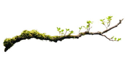 Branch covered in moss with small green leaves on transparent background
