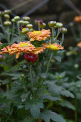 Beautiful Yellow Orange chrysanthemum flowers closeup in the winter garden, Closeup of Chrysanthemum flower, Field of the Yellow Orange Chrysanthemum, Beautiful Yellow Orange flower blooming in nature