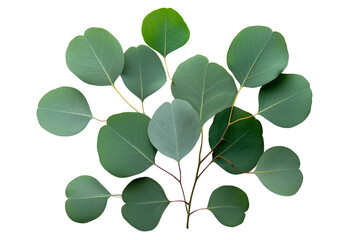 A set of delicate eucalyptus leaves, arranged in a fan shape, isolated on a transparent background, PNG file.