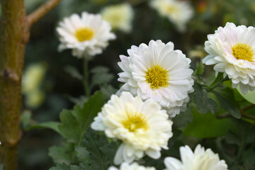 Beautiful white chrysanthemum flowers closeup in the winter garden, Closeup of Chrysanthemum flower, Field of the white Chrysanthemum, Beautiful white flower blooming in nature.